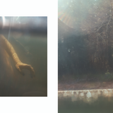 A split-screen artistic photograph. The left panel shows an underwater view with a human arm reaching upward through murky water.